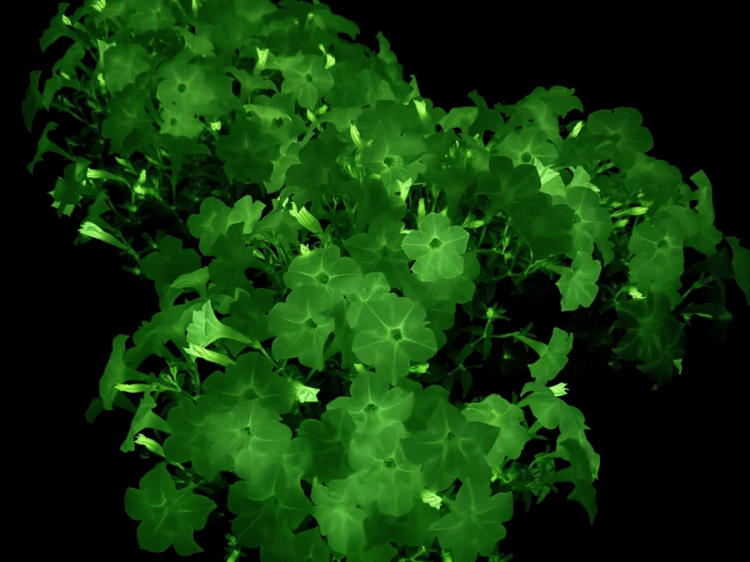 ホタルブクロが発光するのは、生物発光キノコの遺伝子を組み込んだためSasa Woodruff/Boise State Public Radio 