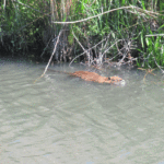 水辺にヌートリアが泳ぎ、岸辺で鴬が鳴いている。