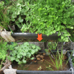 ビオトープをリセットしました♪