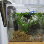 ビオトープのスネール対策で一番簡単な方法。